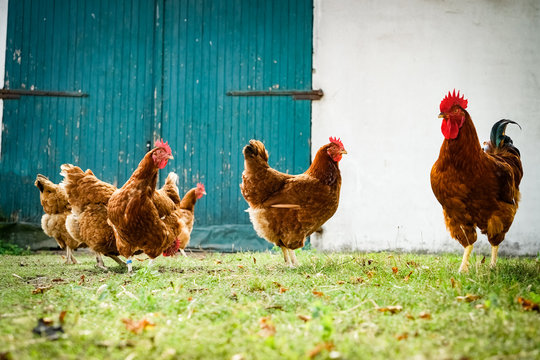 Scharrende Hühner auf einem Bauernhof