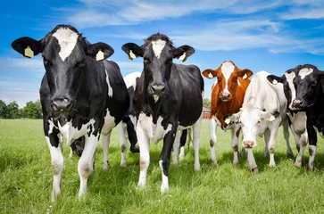 Zelfklevend Fotobehang Koe Weiden voor vee - vorming van mooie, jonge koeien op een zomerweide