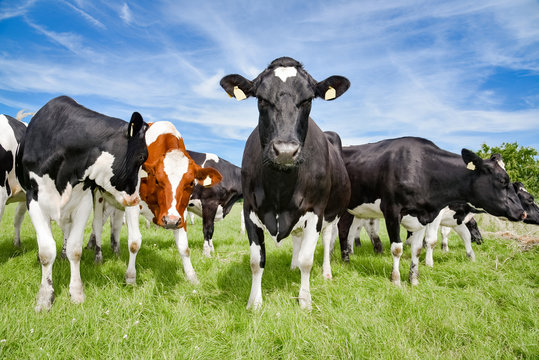Holstein-Friesian Kühe auf einer saftigen Sommerweide, kuriose Formation