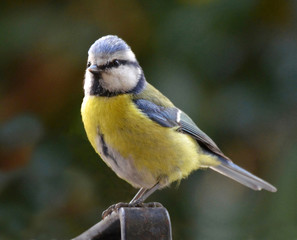 blue tit portrait