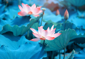 fleur de lotus en fleurs