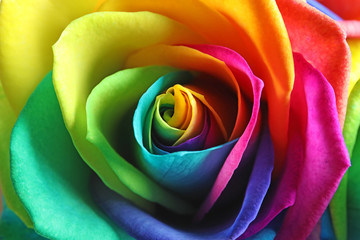 Fototapeta na wymiar Amazing rainbow rose flower as background