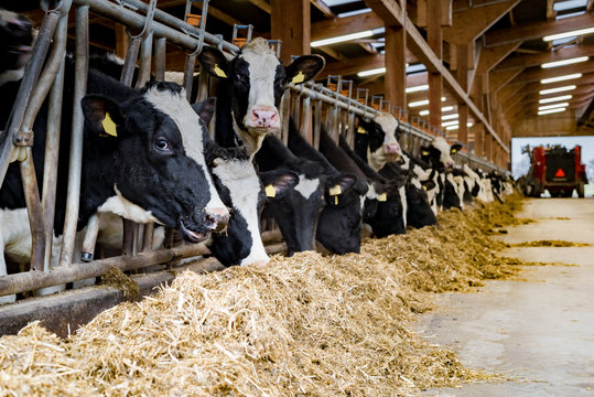 Moderner Rindviehstall, Holstein-Friesian Rinder fressen Silage