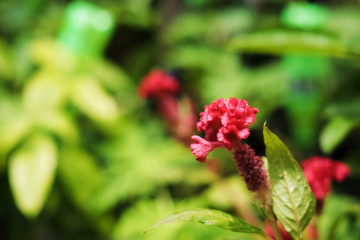 Red Cockscomb, Chinese Wool flower or Celosia argentea Linn flower blooming in the garden