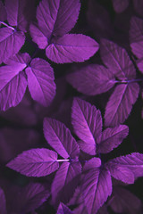 Apstract ultraviolet image of fresh leaves