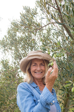 Portrait of happy woman harvesting olives from tree
