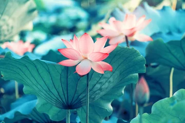 Cercles muraux fleur de lotus fleur de lotus en fleurs