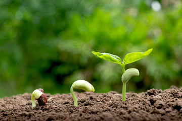 young plants growing  from seed step up  in nature with The fertile soil.