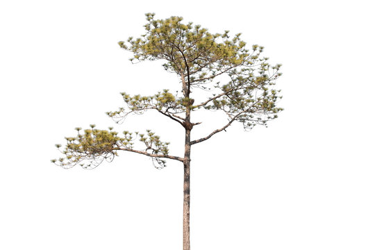 pine tree isolated on white background
