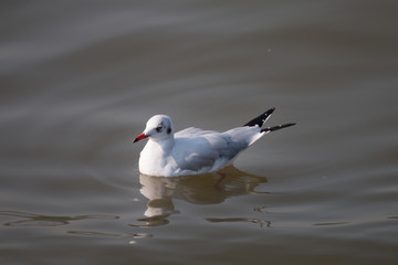 Seagull in the sea