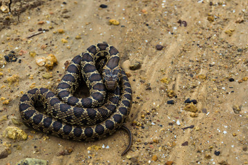 Young horseshoe whip snake coiled with vibrant colors. Beautiful wild animal found in field of...
