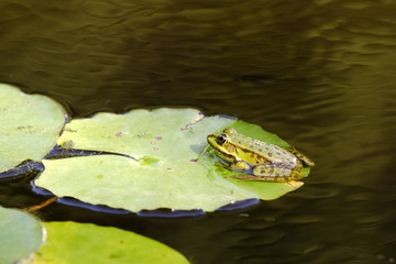 Partnersuche froschkönig