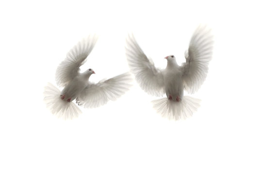 two white feather pigeon flying mid air against white background