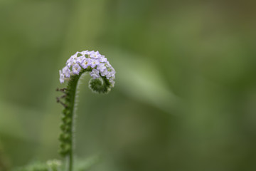 Heliotropium indicum flowers on the background blurred