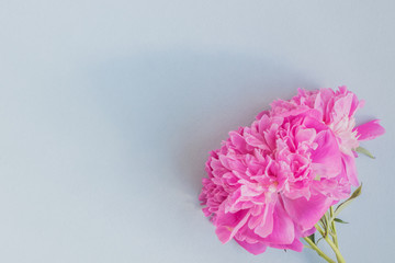 Pink peonies on a light bluet background