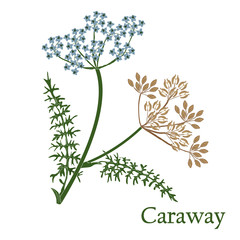 Caraway, meridian fennel, Persian cumin. Illustration of a plant in a vector with flower for use in botany.