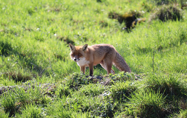 Naklejka na ściany i meble Red Fox carefully moving through meadow