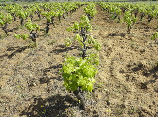 Fototapeta na wymiar Rows of old vineyard with green leaves on vine in spring