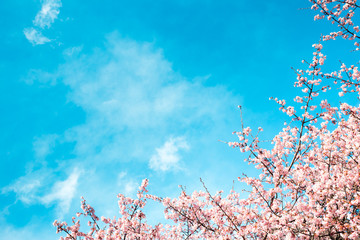 桜、日本、寒桜、青空 