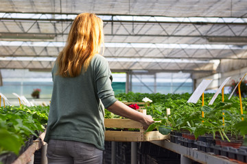 Gardener holding a tray of seedling at greenhouse
