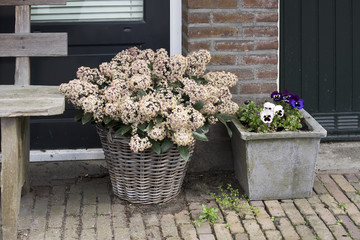 the Skimmia Japonica rubella in a pot as a decoration of entrance