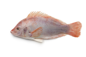  Fresh raw single red tilapia fish