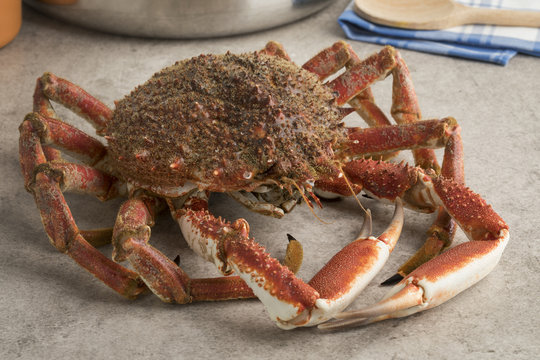 Fresh raw spider crab