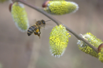 bee on a flowering tree