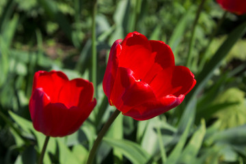 Tulips Red
