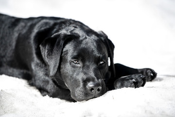 Cane riposa sulla neve
