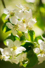 Obraz na płótnie Canvas Blooming apple tree flowers 