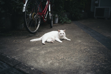 A white stray cat lies down and is watching here