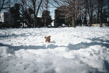 A small dog is playing in a snowy park