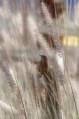Prinia  in a grass