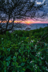 Fototapeta premium California Sunset with Wildflowers
