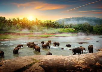 Elephants in Sri Lanka - obrazy, fototapety, plakaty