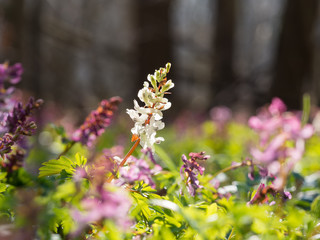 Corydalis flower growing in spring forest