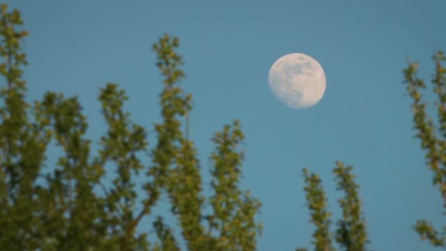 Full moon in evening sky behind foliage of tree