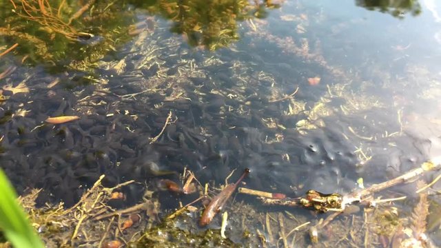 Kaulquappen im Teich