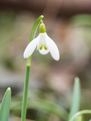 Galanthus (snowdrop) flowers blooming in the spring forest