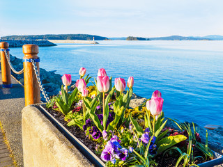 Tulips decorate the seaside walk in Sidney, Vancouver Island, British Columbia