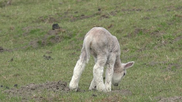 Lamb standing  on pasture and lying down
