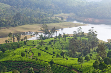 Tea plantations in in Kerala, South India