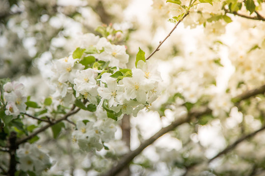 Weiße Marillen-Blüten im Frühling 