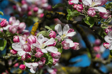 frühe Apfelblüte