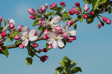 Blüten an Apfelbaum