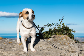 Jack russell dog