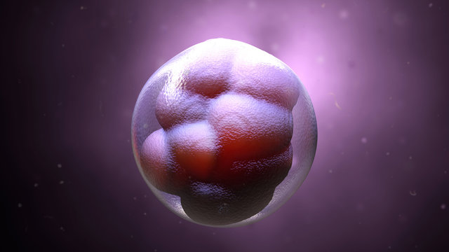 3d illustration early stage embryo