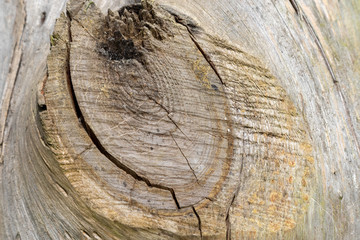 Fototapeta premium Oberfläche eines alten teilweise verwitterten Holzstammes