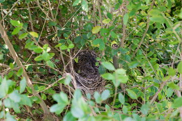 Empty bird nest
